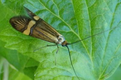 <i>Nemophora degeerella</i>
