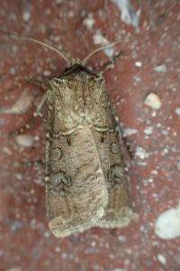 <i>Agrotis clavis clavis</i>