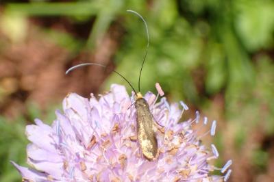 <i>Nemophora metallica</i>