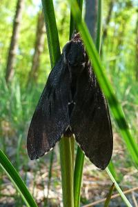 <i>Hyloicus pinastri</i>