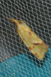 <i>Agapeta hamana</i>