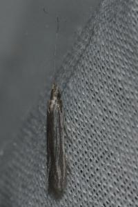 <i>Coleophora</i>