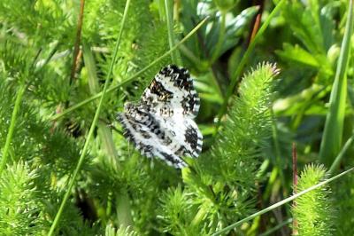 <i>Epirrhoe alternata</i>