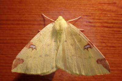 <i>Opisthograptis luteolata</i>