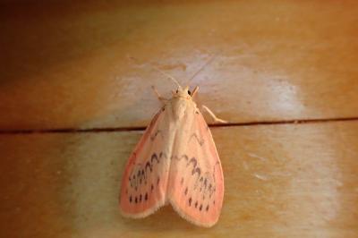 <i>Miltochrista miniata</i>