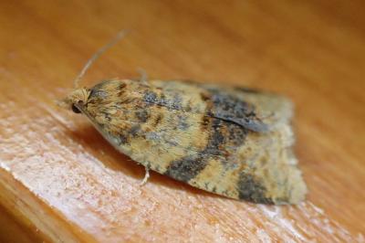 <i>Epagoge grotiana</i>