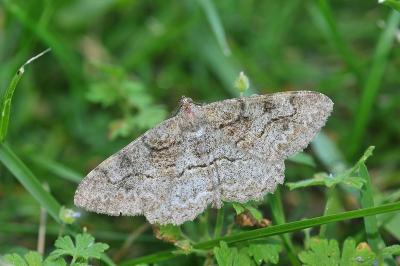 <i>Alcis repandata</i>