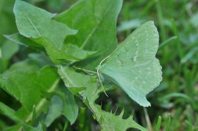 <i>Geometra papilionaria</i>