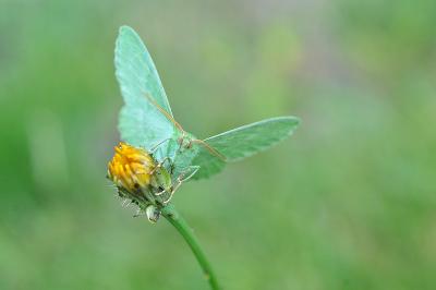 <i>Geometra papilionaria</i>