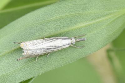 <i>Chrysoteuchia culmella</i>