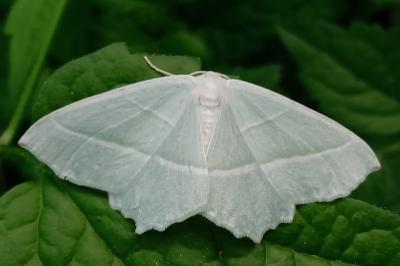 <i>Campaea margaritaria</i>