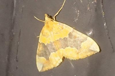 <i>Cidaria fulvata</i>