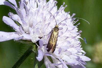 <i>Adela cuprella</i>