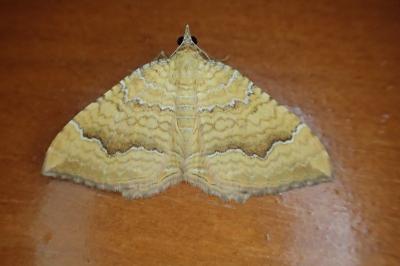 <i>Camptogramma bilineata</i>