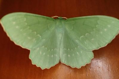 <i>Geometra papilionaria</i>