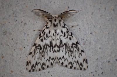 <i>Lymantria monacha</i>