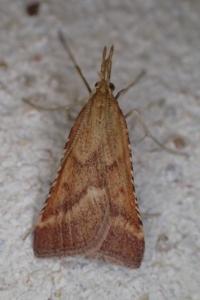 <i>Synaphe punctalis</i>