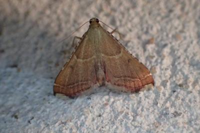<i>Endotricha flammealis</i>