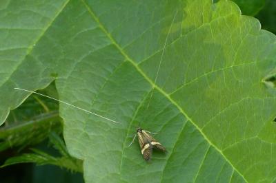 <i>Nemophora degeerella</i>