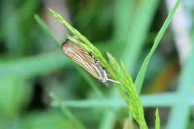 <i>Chrysoteuchia culmella</i>