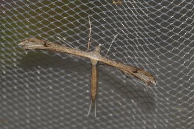 <i>Stenoptilia</i>