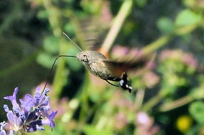 <i>Macroglossum stellatarum</i>