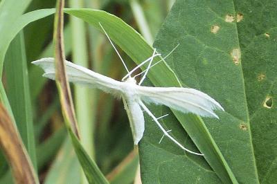 Pterophorus pentadactylus