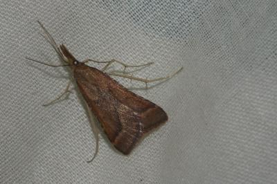 <i>Synaphe punctalis</i>