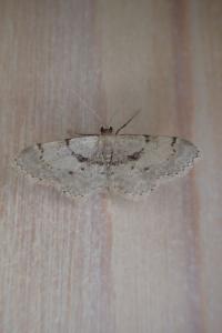 <i>Idaea laevigata</i>