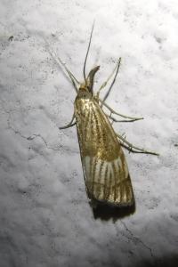 <i>Chrysocrambus linetella</i>
