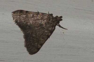 <i>Aglossa pinguinalis</i>