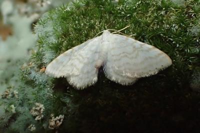 <i>Asthena albulata</i>