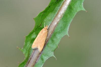 <i>Helcystogramma rufescens</i>