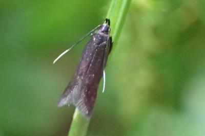 <i>Monochroa tenebrella</i>