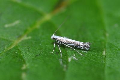 <i>Micrurapteryx kollariella</i>