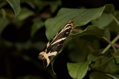 <i>Euplagia quadripunctaria</i>