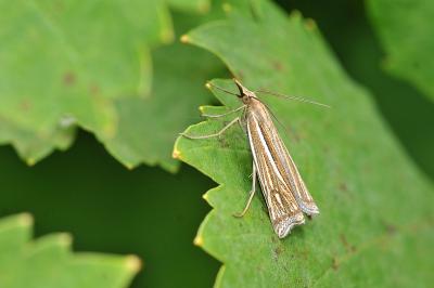<i>Ancylolomia tentaculella</i>
