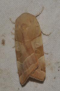 <i>Noctua fimbriata</i>