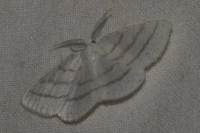 <i>Cabera pusaria</i>