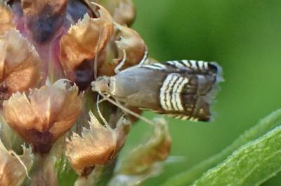 <i>Grapholita compositella</i>