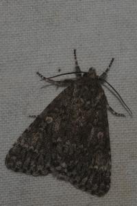 <i>Acronicta megacephala</i>