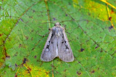 Euxoa obelisca obelisca