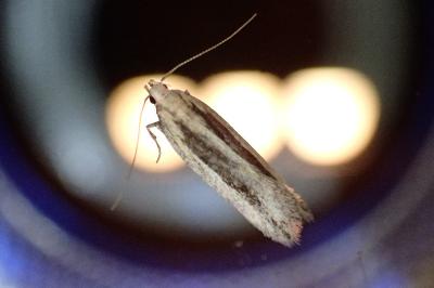 <i>Mirificarma mulinella</i>