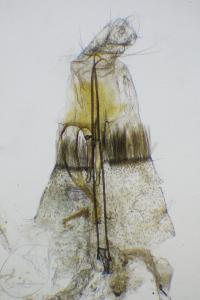 <i>Mirificarma mulinella</i>