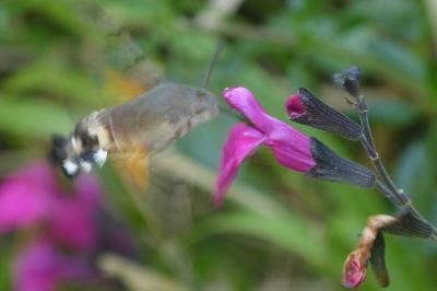 <i>Macroglossum stellatarum</i>