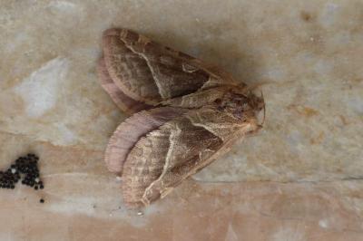 <i>Triodia sylvina</i>