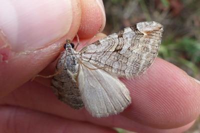 <i>Aplocera plagiata/efformata</i>
