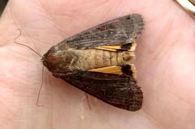 <i>Noctua pronuba</i>