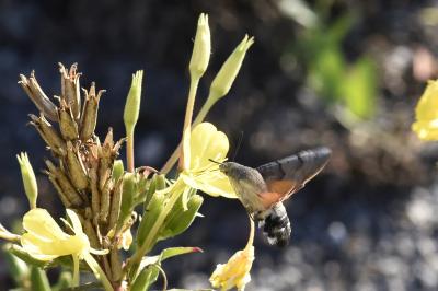 <i>Macroglossum stellatarum</i>