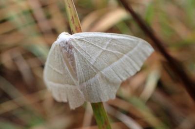 <i>Campaea margaritaria</i>